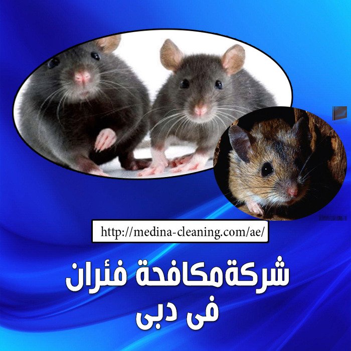 مكافحة فئران في دبي - مكاقحة قوارض يدبى 