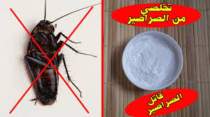 شركة مكافحة الصراصير فى دبى شركة مكافحة الصراصير فى دبى
