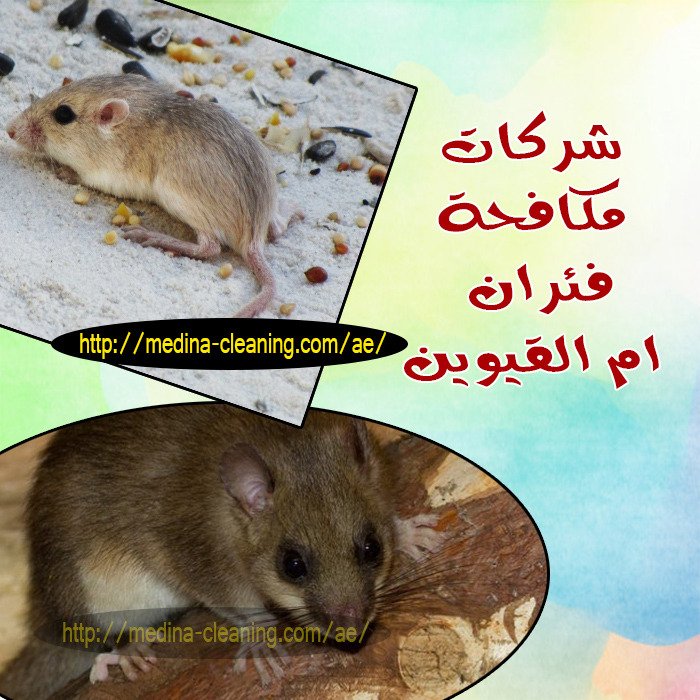 مكافحة فئران ام القيوين - ابادة القوارض ام القيوين
